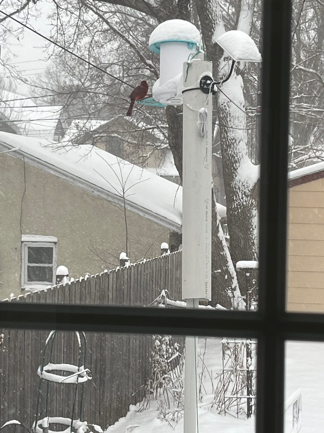 Customer photo review of Birdfy Feeder with Solar Panel - Solar-Powered Smart Bird Feeder with Camera