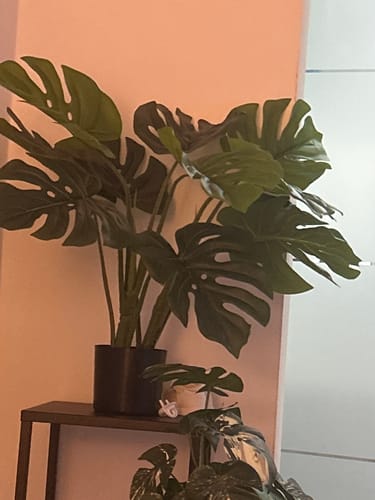 Customer photo review of Monstera Kunstplant 65cm