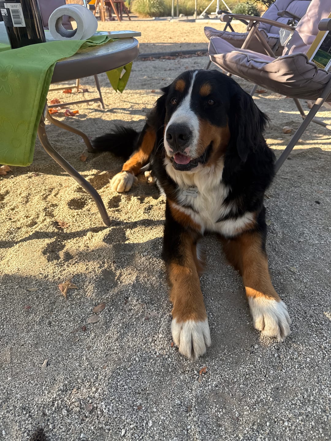 Customer photo review of PetFamily Foods Cachorros