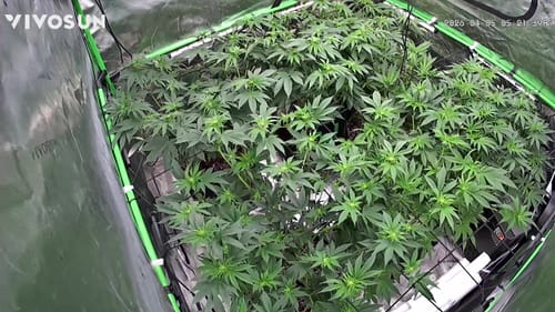 Customer photo review of Green Crack Seeds