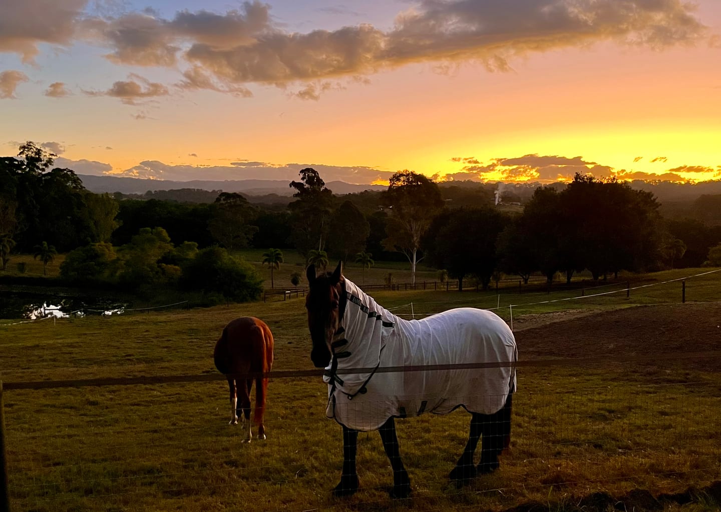 Customer photo review of Rambo Natura Summer Sheet