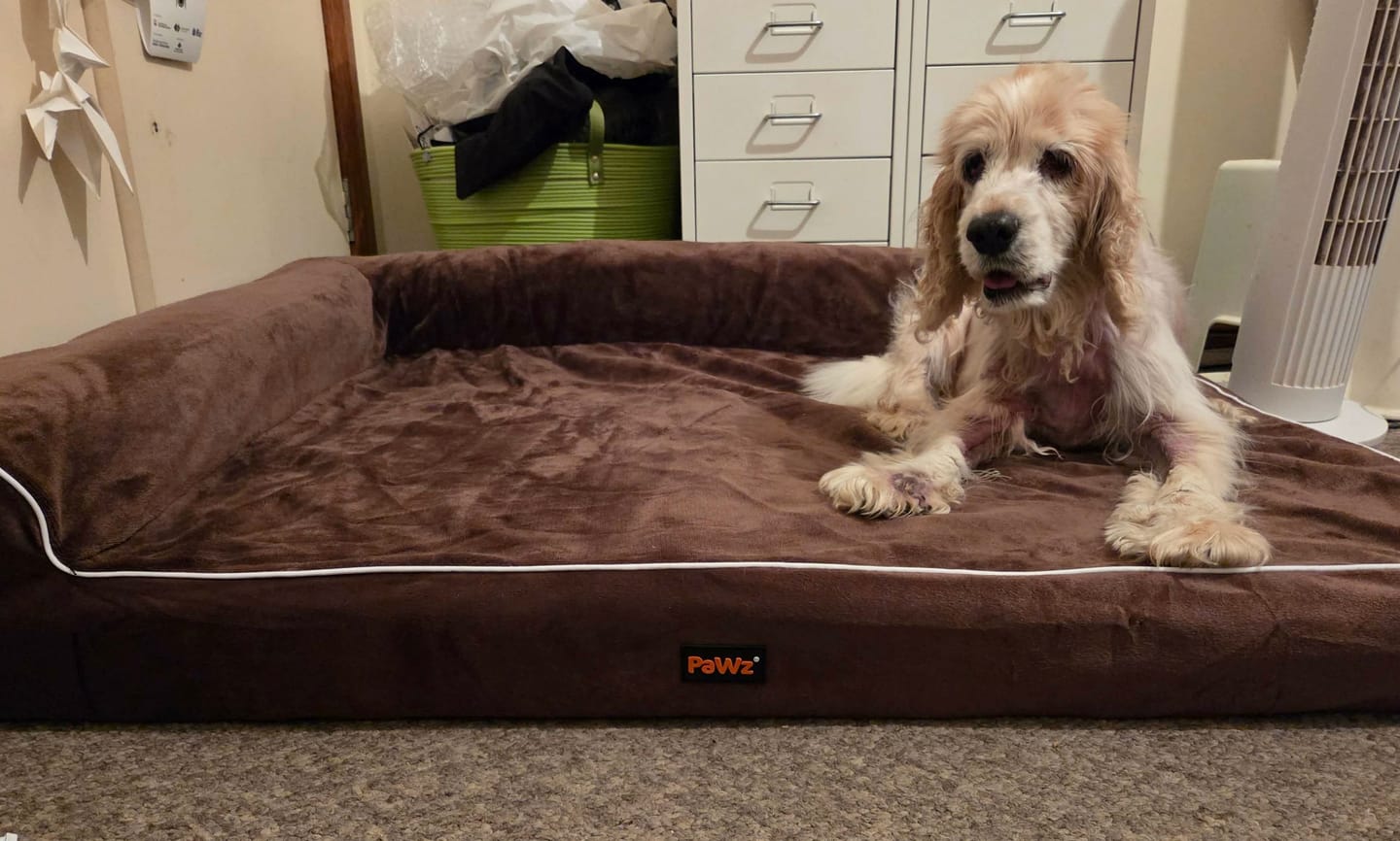 Customer photo review of Orthopedic Dog Bed with Memory Foam Cushion - Washable Cover
