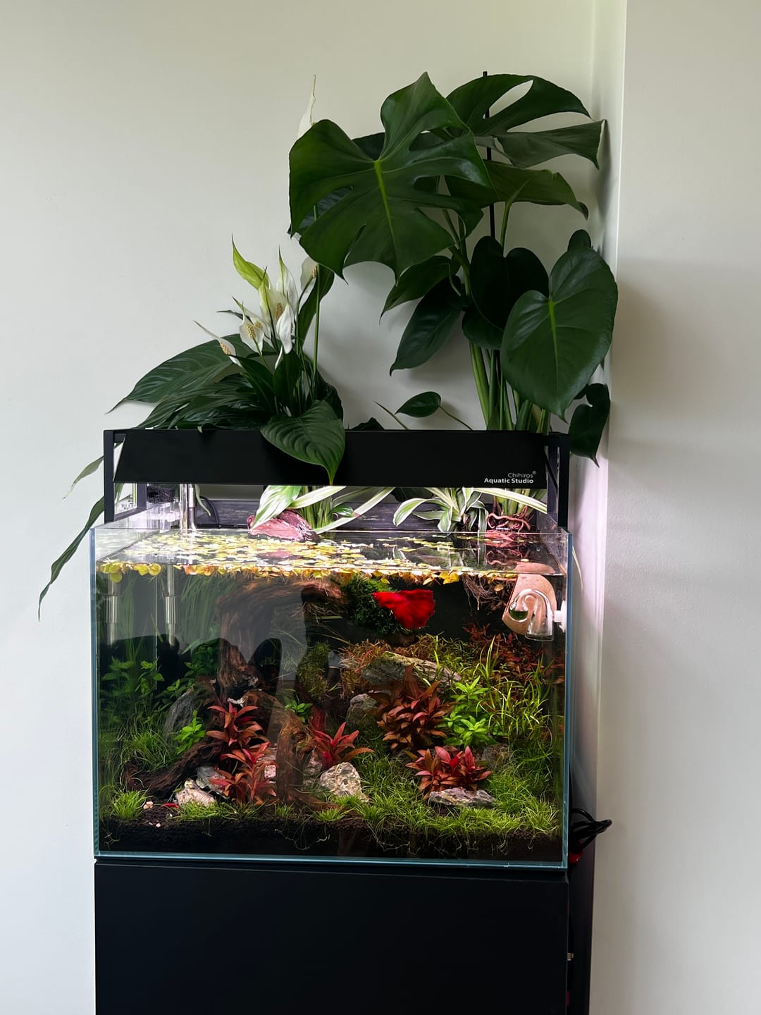 Customer photo review of Chihiros WRGB II Slim LED Light