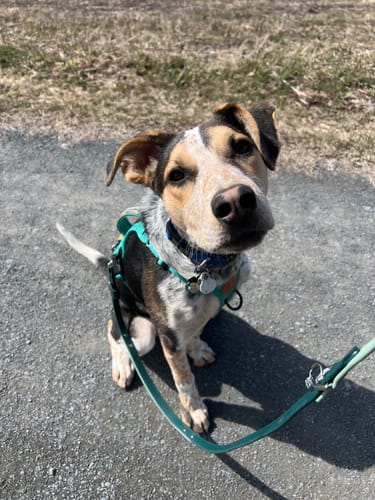 Customer photo review of Biothane Traffic Handle Dog Leash