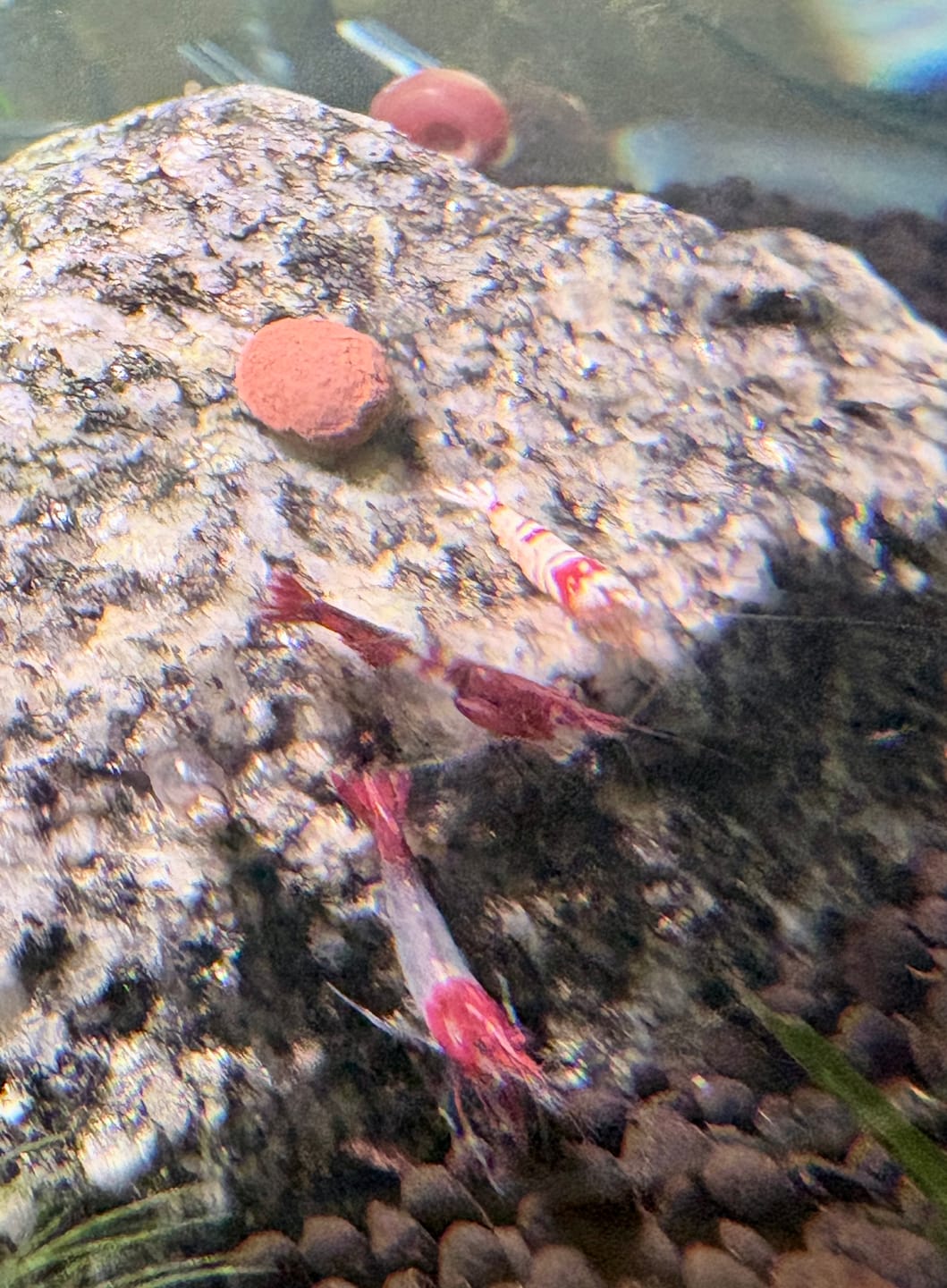 Customer photo review of Crystal Red Shrimp