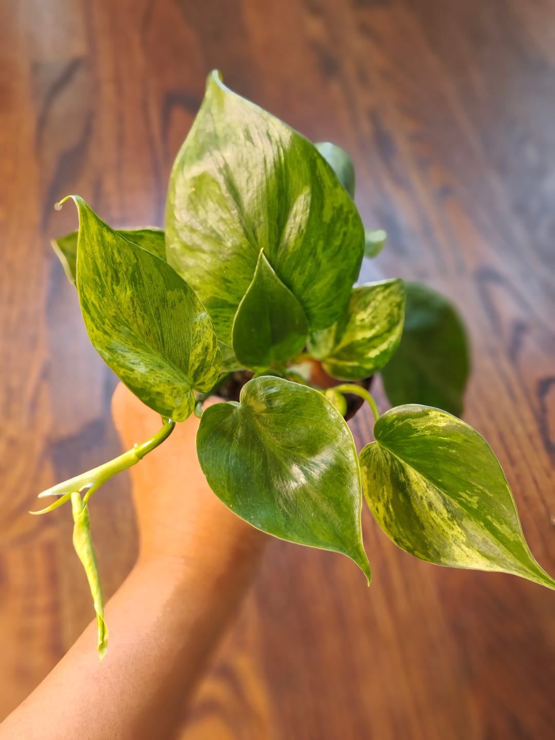 Customer photo review of Philodendron hederaceum variegated
