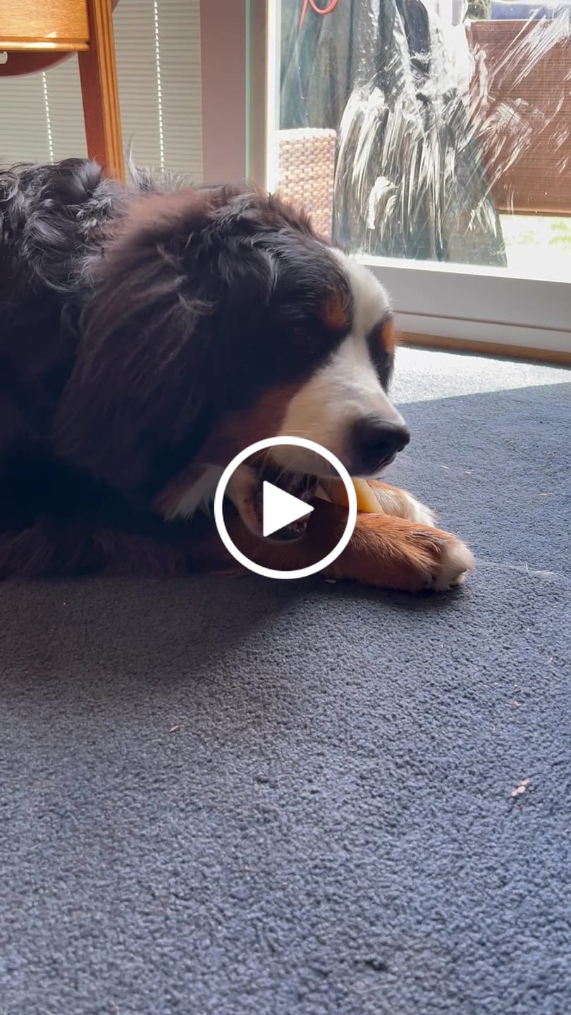 Customer video review of Long-Lasting Yak Chews — 6 Flavor Pack