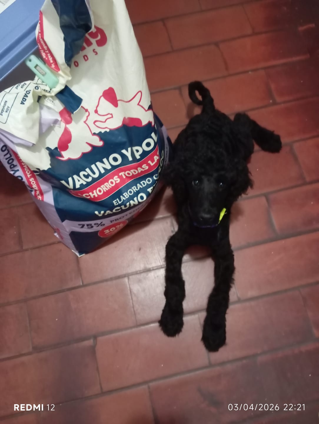 Customer photo review of PetFamily Foods Cachorros