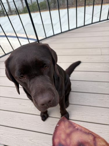 Reviewer's brown dog sitting on a deck, looking up at a Pig Ear chew.