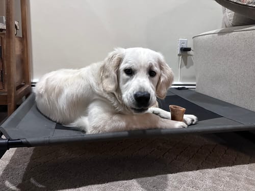 Customer's light-colored dog lying on a pet bed with a Smoked Beef Marrow Bone between its paws.