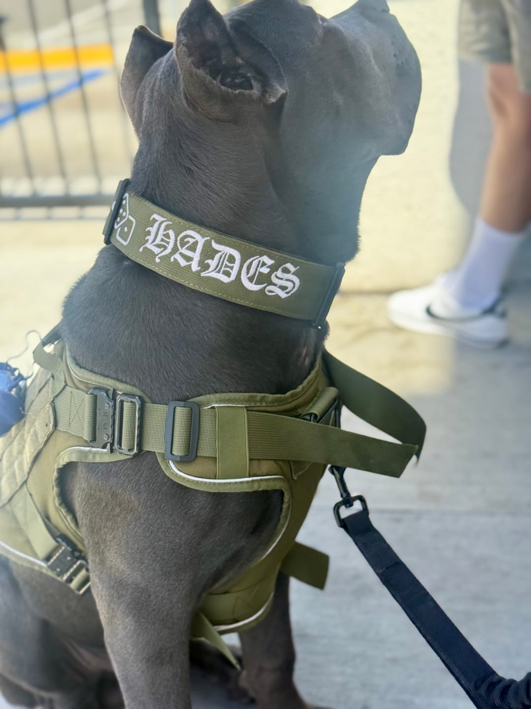 Customer photo review of 5cm Combat® Collar | With Handle & Secure Clip - Khaki