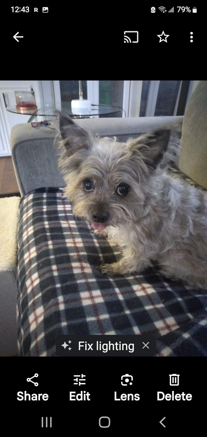Customer photo review of Stick a Day Dogs | Beef Flavor | Specially Formulated 7-in-1 Functions Daily Real Meat Snacks for Dogs | Healthy Tasty Treat & Pet Vitamins & Supplements Combination (Pack of 28 Sticks)