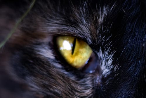 Customer photo review of MINI PRESETS PACK