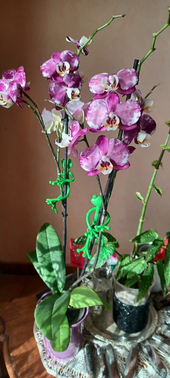 Customer photo review of Mamie Frog®