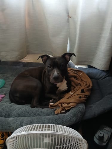 Customer photo review of K9 EarClear - Natural Remedy For Dog Ears