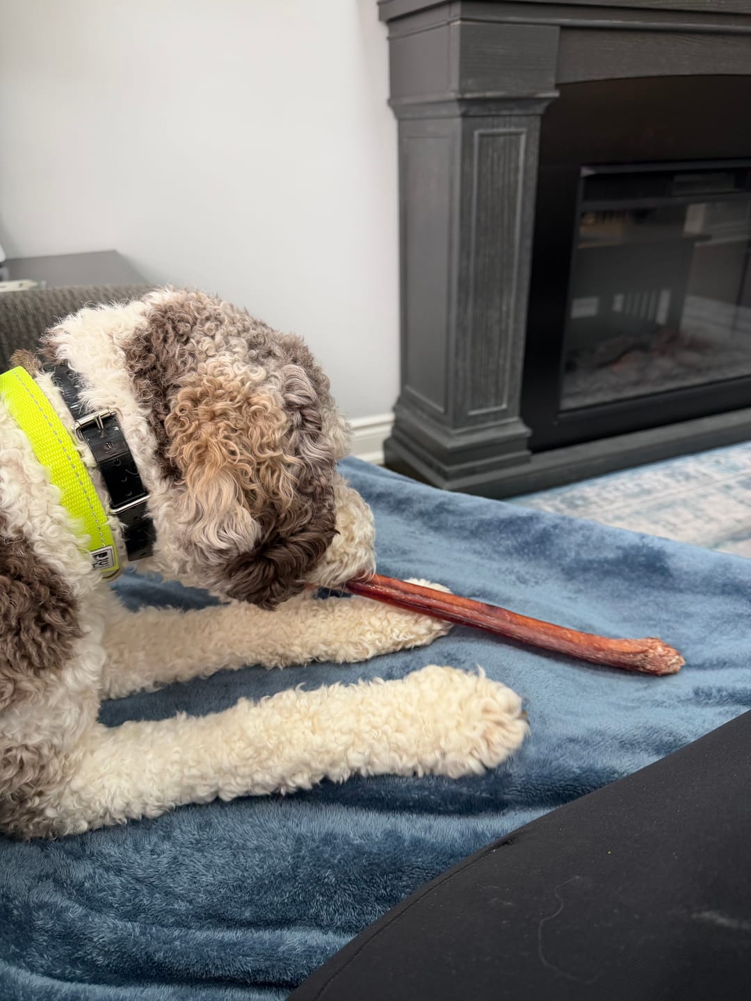 Customer photo review of 12 Inch Monster Bully Stick
