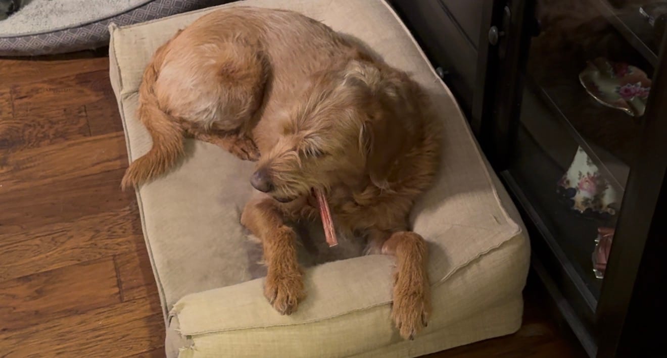 Customer photo review of 6 Inch Thick Bully Stick
