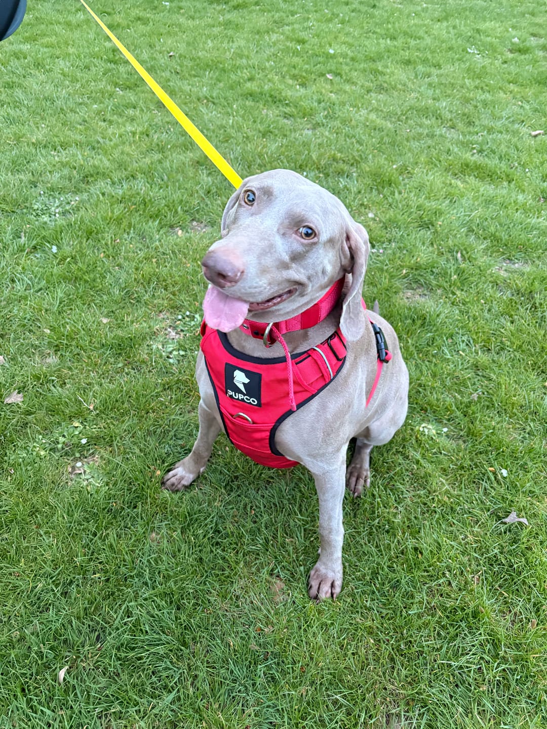 Customer photo review of Prime harness - Red