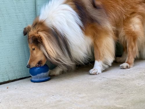 Customer photo review of Freezball - Durable Fillable Dog Chew Bone