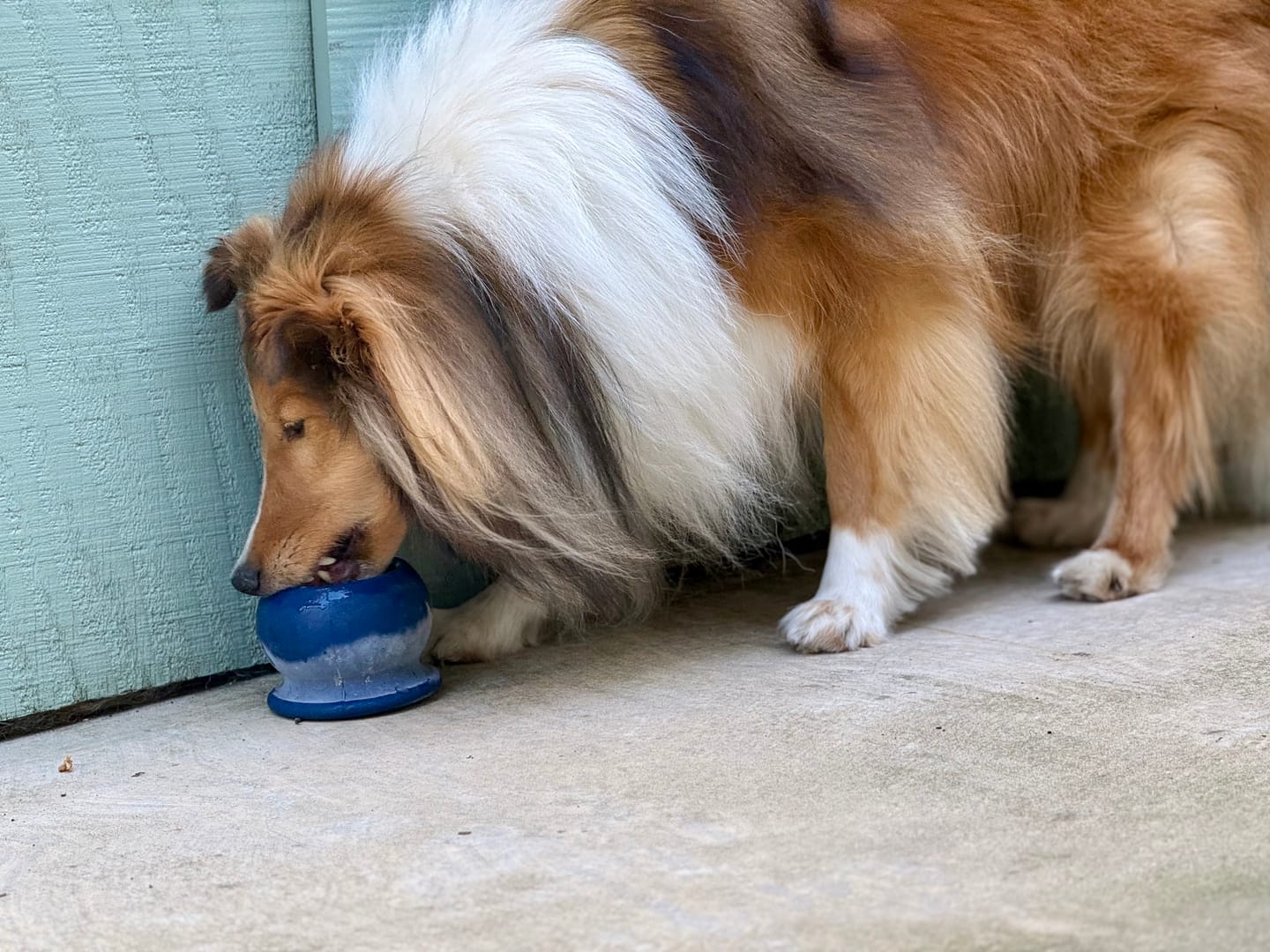 Customer photo review of Freezball - Durable Fillable Dog Chew Bone