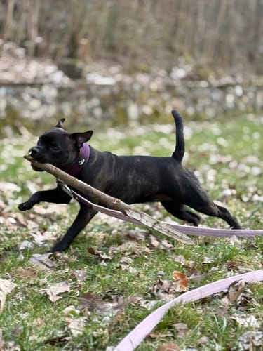 Customer photo review of Active obroża i smycz - Active Set Śliwkowa