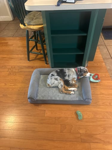 Customer's dog resting peacefully on a grey dog bed while wearing the red PawLax Collar.