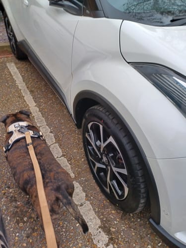 Customer's brindle dog on a walk wearing the tan Swivel Combat Lead outdoors.