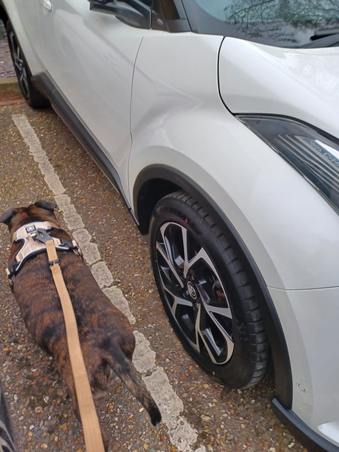 Customer photo review of 1.4m Swivel Combat Lead | Anti-Tangle & Secure Clip - Tan