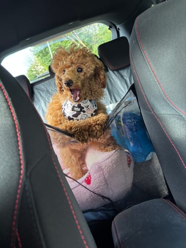 Customer photo review of Adjustable Dog Harness - Hashtag MOO'd