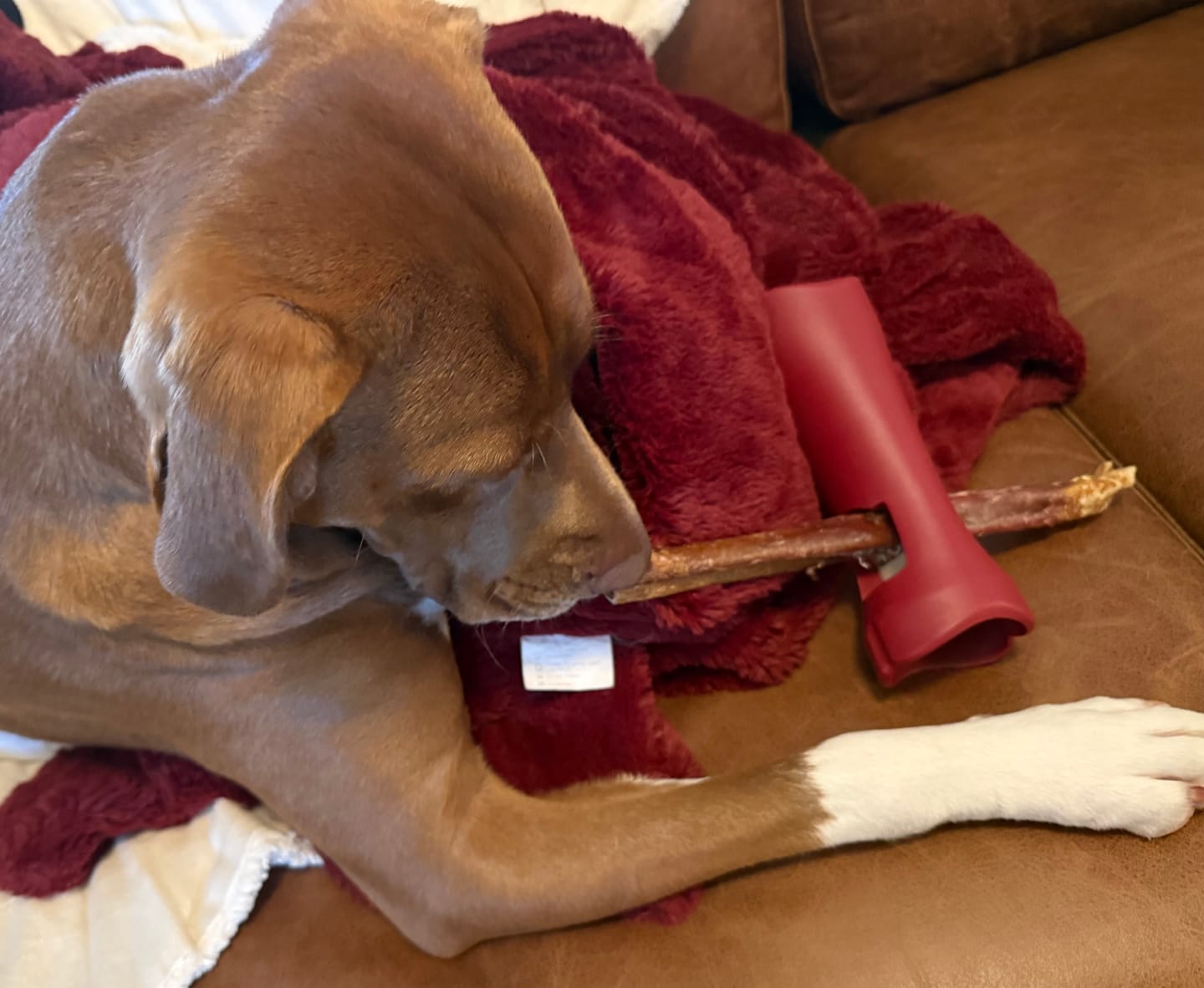 Customer photo review of 12 Inch Jumbo Bully Stick
