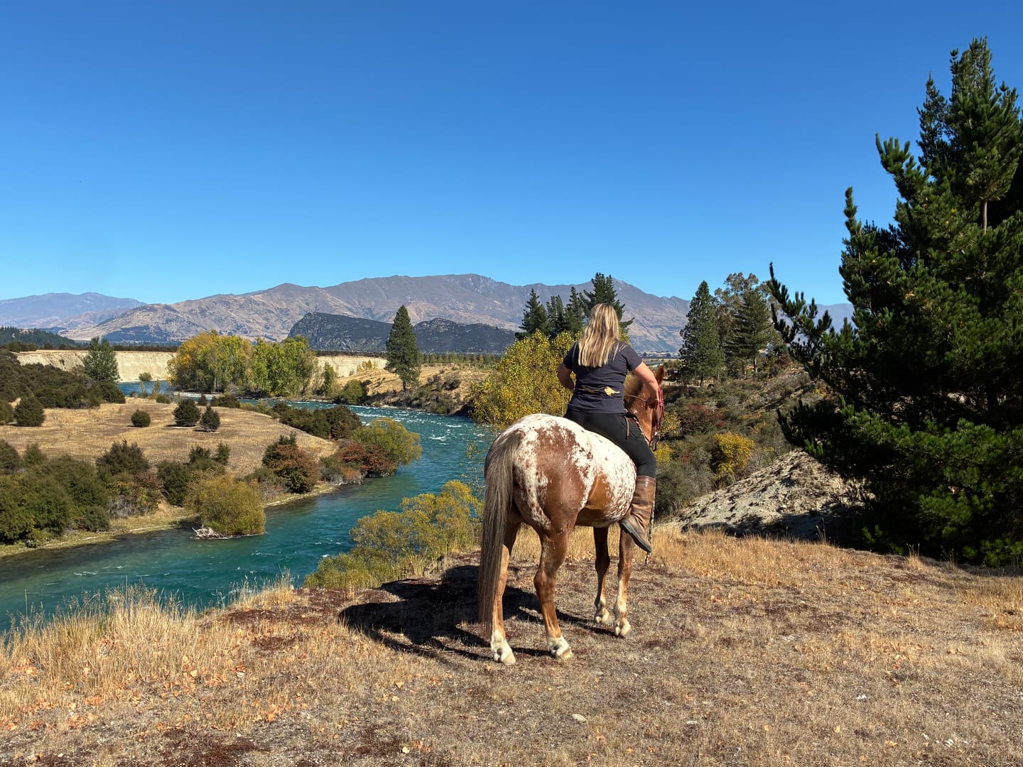 Customer photo review of Dunstan Old Horse 20Kg