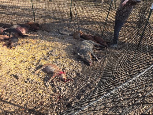 Customer photo review of Pig Brig Trap System