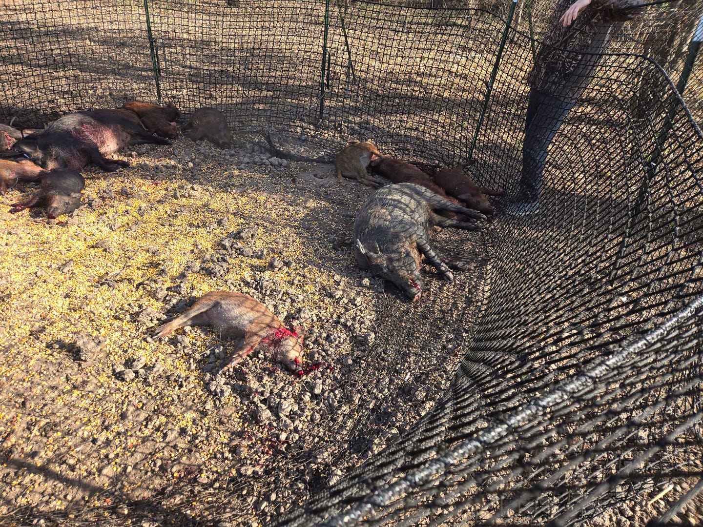 Customer photo review of Pig Brig Trap System