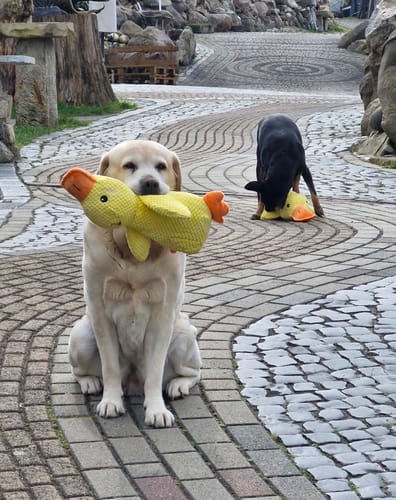 Foto zur Bewertung von Elke K.