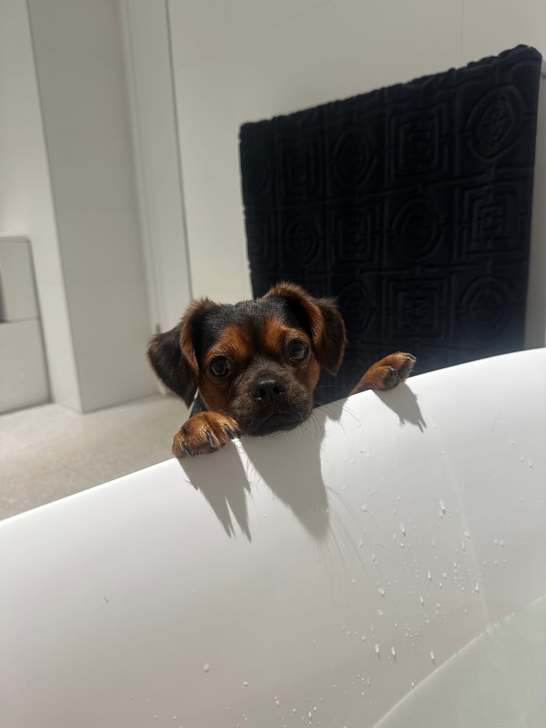 Customer photo review of Bugsy's Air-Dried Kangaroo