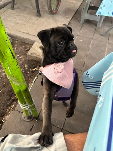 Customer photo review of CT3402 1 Pieza De Paliacate Para Mascota