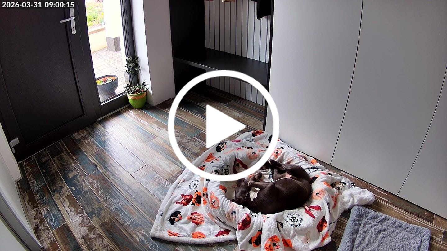 Customer video review of Dog Coat With Zip - Shower Proof - Carminerose