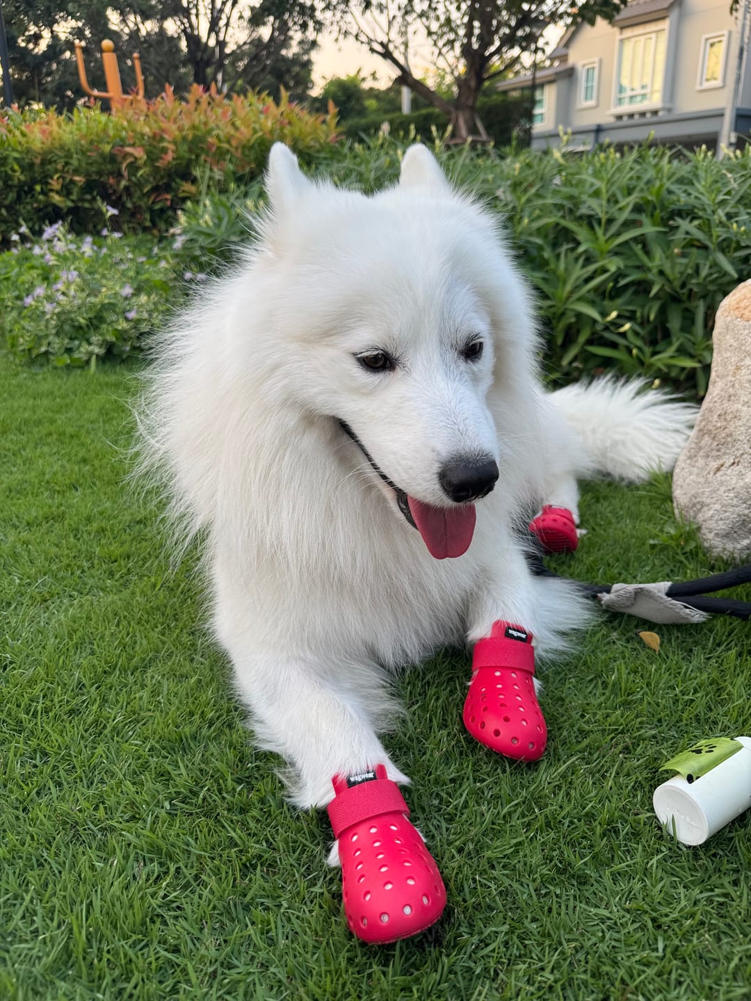 Customer photo review of WagWellies® Mojave