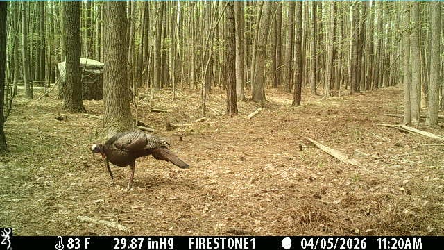 Customer photo review of 270° See Through 1-2 Person Hunting Blind, Pop Up Ground Deer Blind