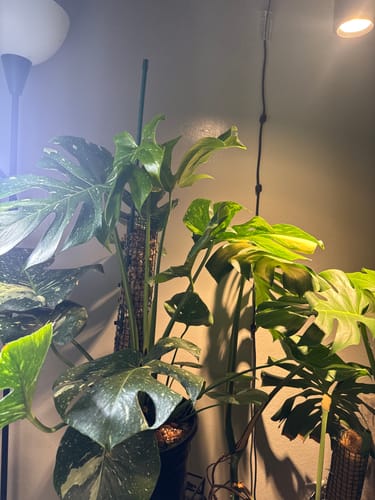 A reviewer shows their healthy houseplants after using the Houseplant Pest Spray.