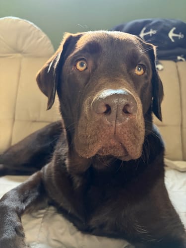 Ein Kunde zeigt seinen braunen Labrador, der dank Multi Vital jetzt gesunde Ohren hat.