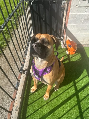 Reviewer's tan dog sitting on an outdoor patio wearing the purple Anti Pull Hurricane Harness.