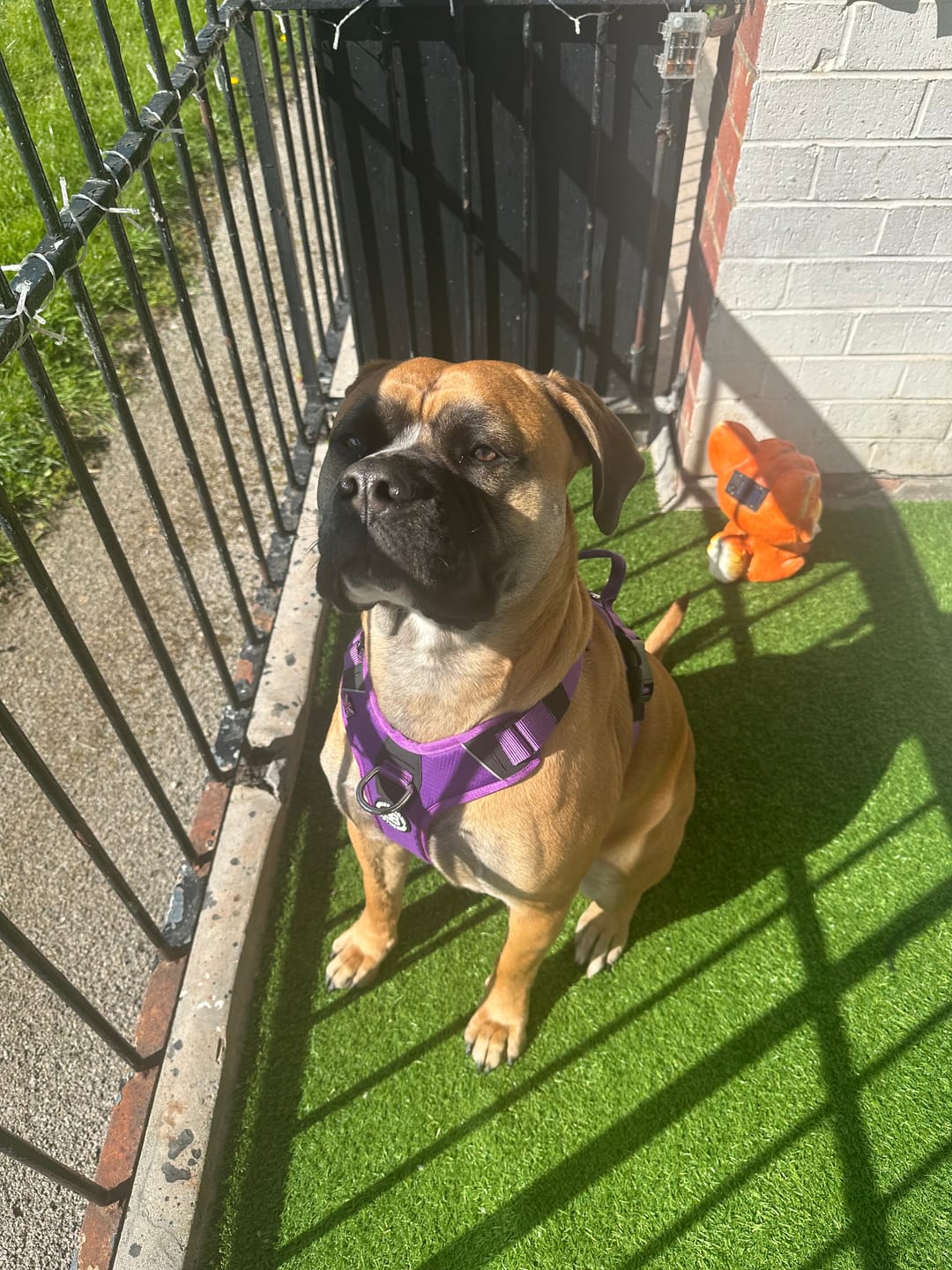 Customer photo review of Anti Pull Hurricane Harness Lighter | With Handle - Purple
