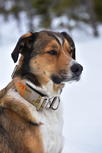 Customer photo review of 2" Tacti Luxe Dog Collar - White Gold - Desert Camo