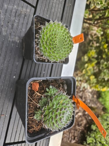 Customer photo review of 2 STÜCK Orostachys spinosa "Mongolei"