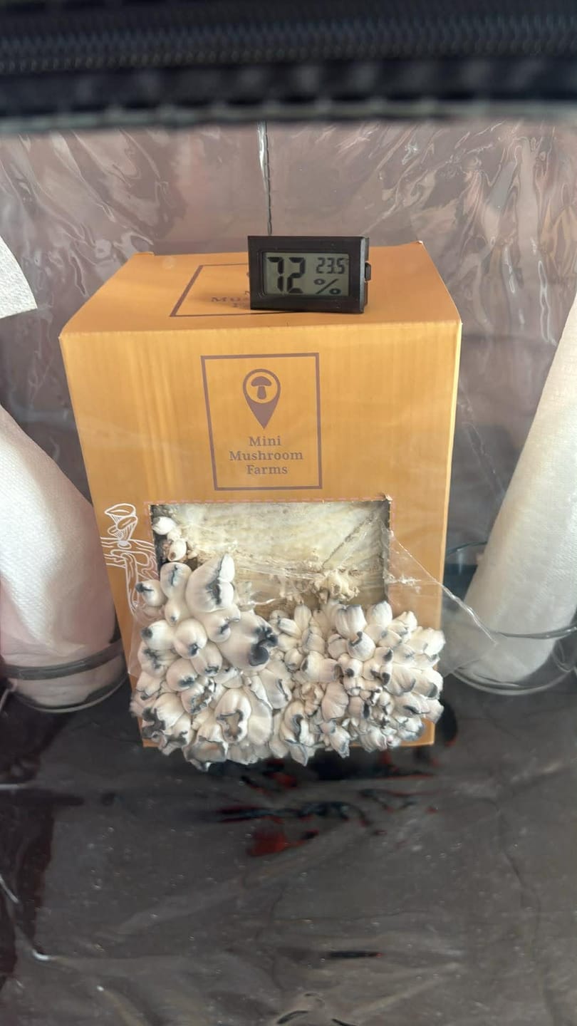 Customer photo review of Essentials Bundle Gift Set + Grow Kit