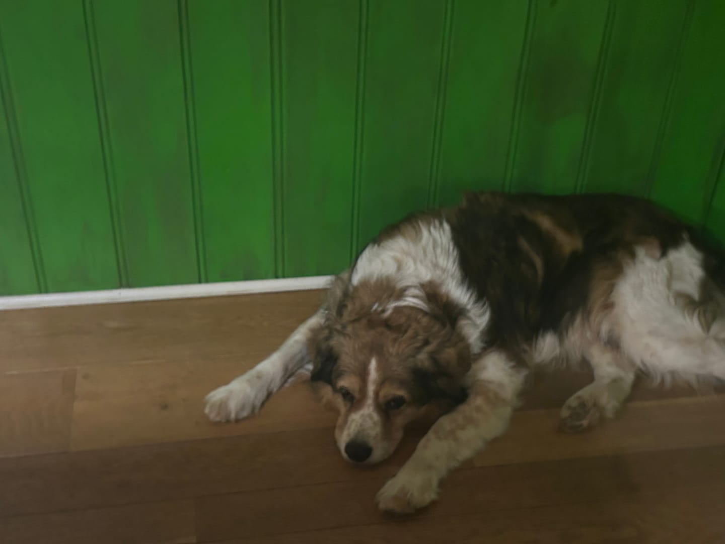 Customer photo review of Dentalspray bei Zahnstein für Hunde und Katzen