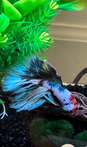Close-up of a reviewer's Multicolor Halfmoon Betta Fish showing its white, blue, and red flowing tail.