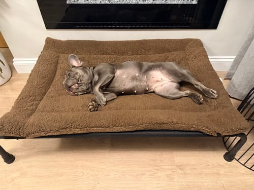 Customer photo review of Chocolate Teddy Luxury Reversible Pad