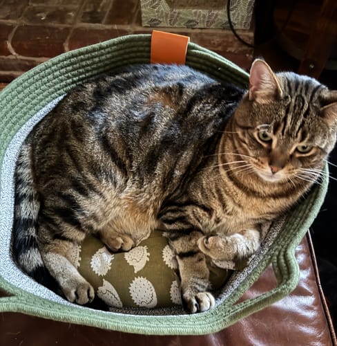 Customer photo review of Instinct Basket | Meet the first research-backed natural territory for indoor cats